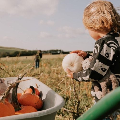 Where to pick your own Halloween pumpkins around Devon