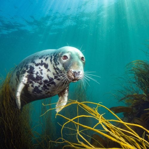 Muddy meets David Alpert, British Underwater Photographer of the Year