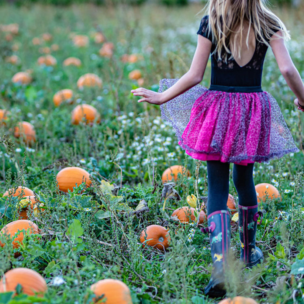 Pick of the pumpkin patches in Somerset &amp; Dorset