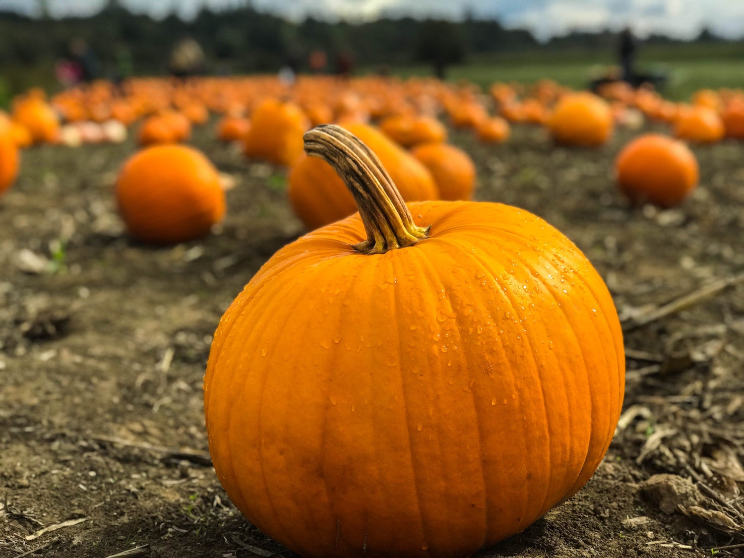 Pick your own pumpkins | Muddy Stilettos Dorset & Somerset | Muddy