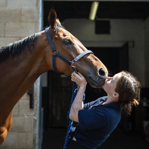 And you're off! Meet a racehorse in  National Racehorse Week