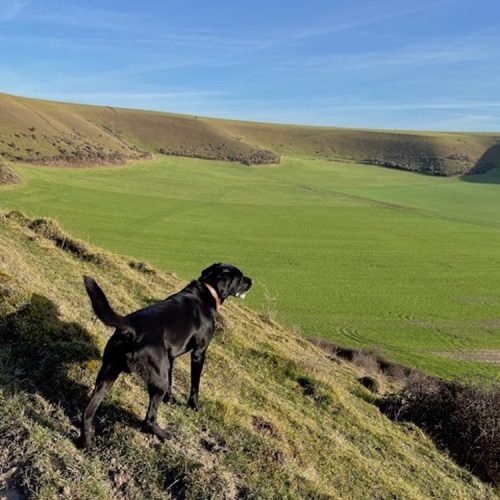 Here comes the sun: 8 wonderful walks in Dorset &amp; Somerset – with pitstops