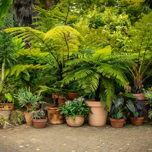 Grow exotic: local experts explain how to create a subtropical vibe