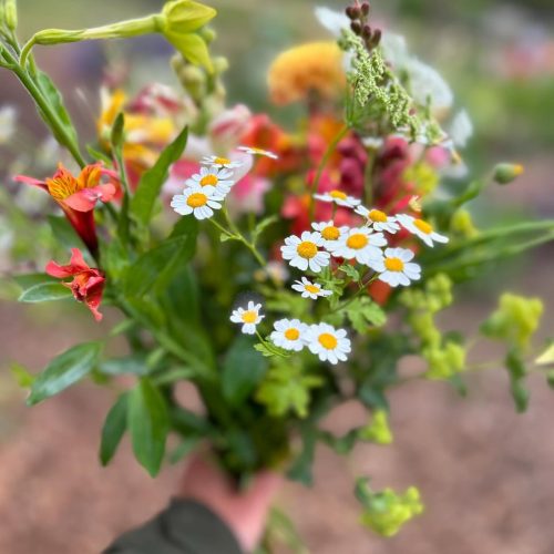 Pick of the bunch: PYO flowers near you