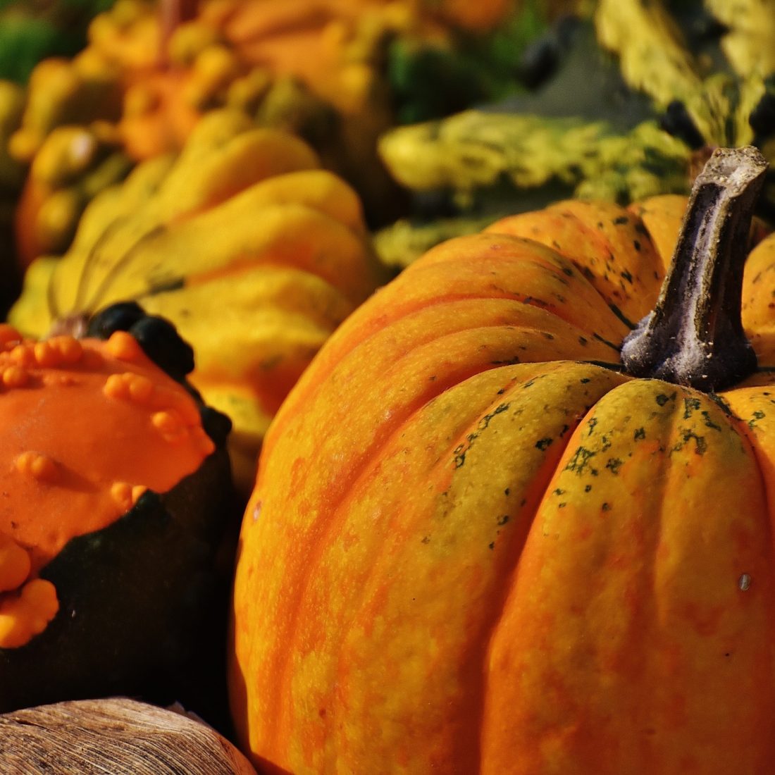 Pick of the pumpkin patches in Somerset, Dorset & Bristol