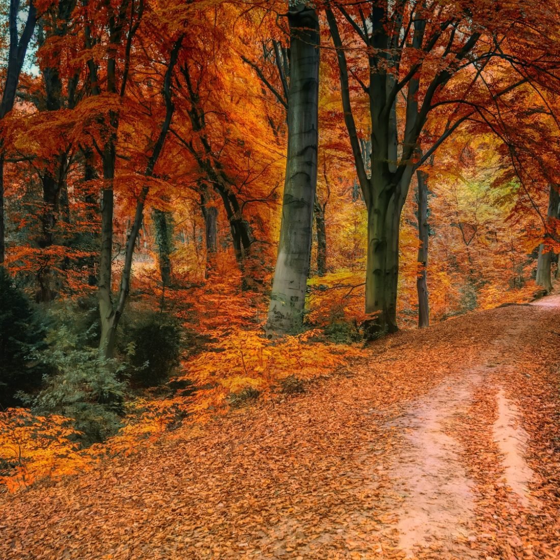 Go for gold! Awesome autumn walks – with pitstops – near you