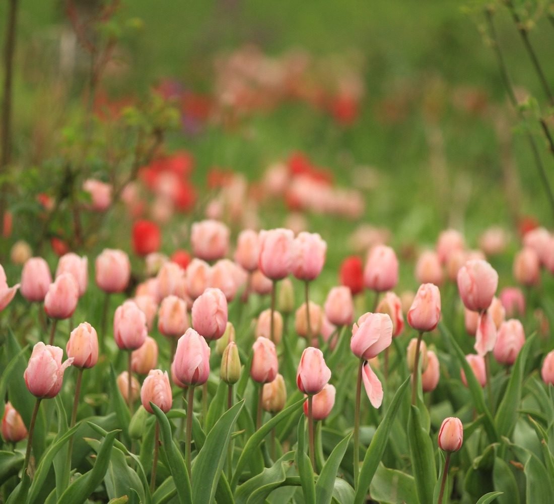 Blooming marvellous: stunning spring flowers in Dorset & Somerset