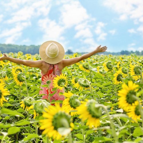 Golden! 5 stunner sunflower spots in Somerset &amp; Dorset