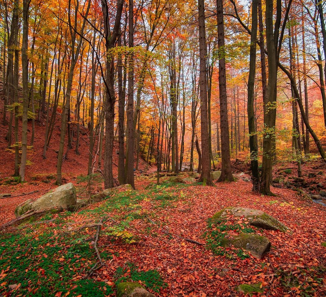 Go for gold! Autumn walks – with pitstops – near you