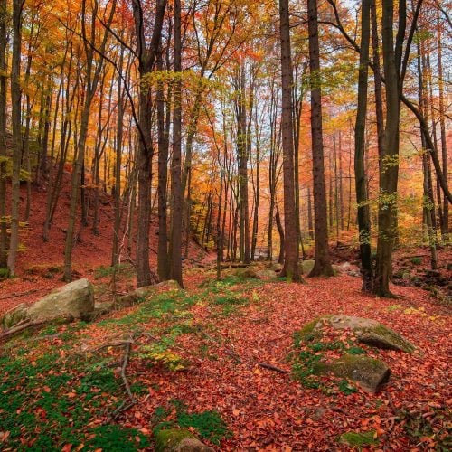 Go for gold! Autumn walks – with pitstops – near you