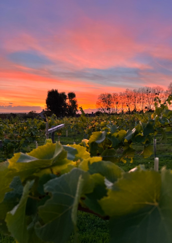 sunset over wraxall vineyard somerset