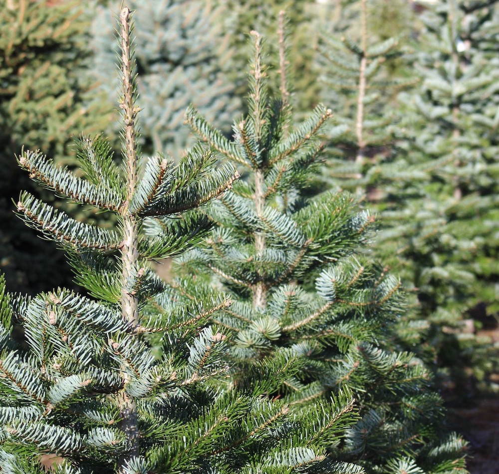 Fir real! Where to buy your Christmas tree in Essex