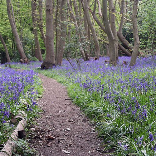 Feeling blue? 10 Essex bluebell walks to boost your mood