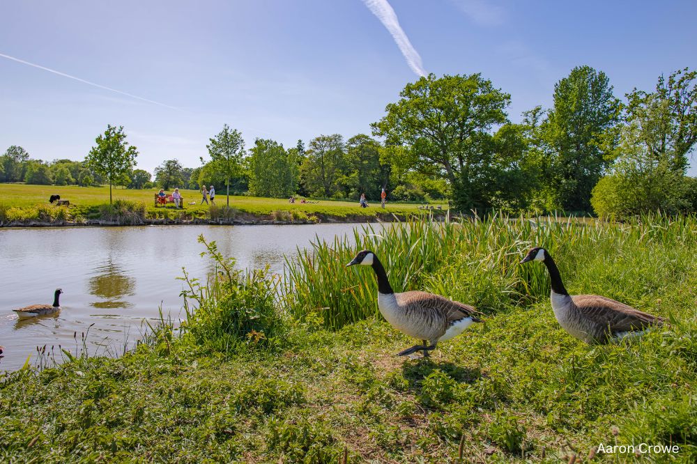 Geese at lake Hylands House Chelmsford