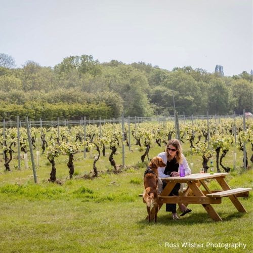 Cheers! Essex vineyards to visit