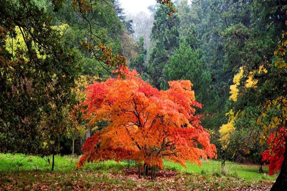 batsford-arboretum-moreton-in-marsh-glos