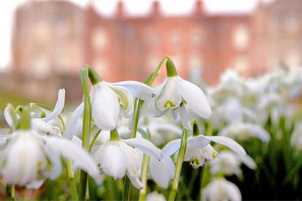 10 Snowdrop spectaculars (and a blue lagoon)