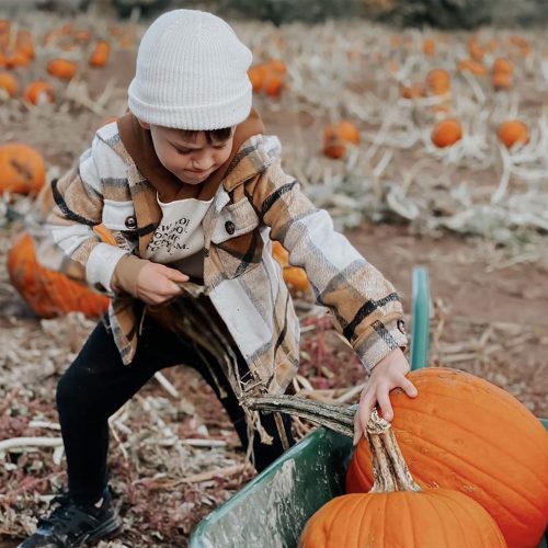 Good gourd: It's only the 9 best PYO pumpkin patches