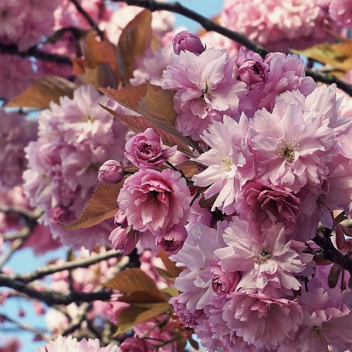 Blossom bonanza: 8 best places for magical spring vibes