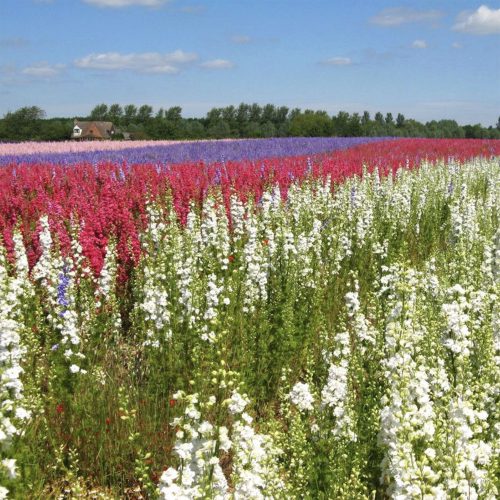 Petal panoramas: 6 breathtaking flower fields &amp; PYO farms