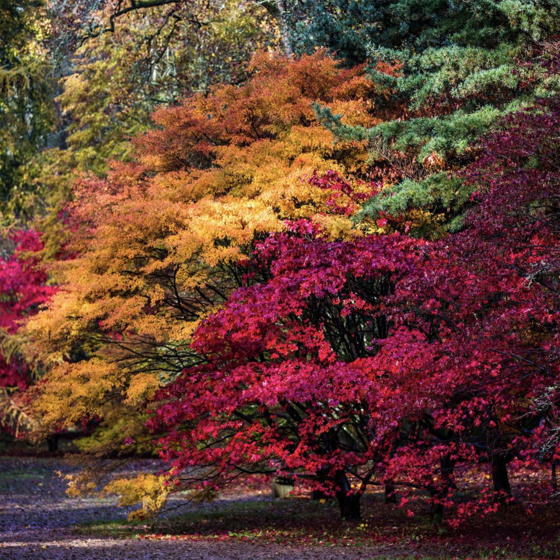 Leaf to it! 14 amazing colour-pop autumn walks with pitstops