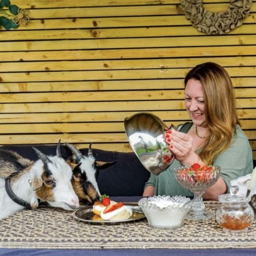 Review: Pygmy Goat Picnics with The Pyromaniac chef