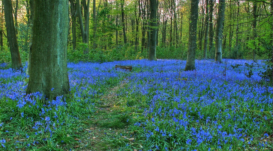 Best bluebell walks in Hampshire &amp; the Isle of Wight
