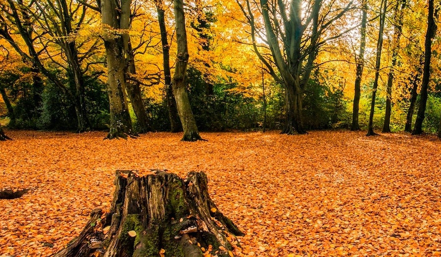 Local arboretums and forests to visit this autumn