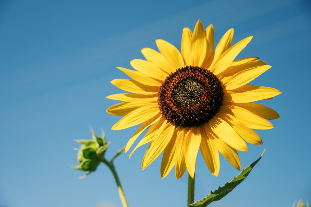 How to plant a champion sunflower