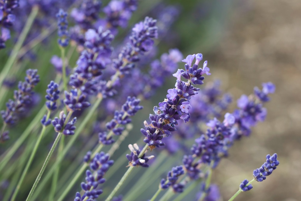In love with... Lavender beauty treats