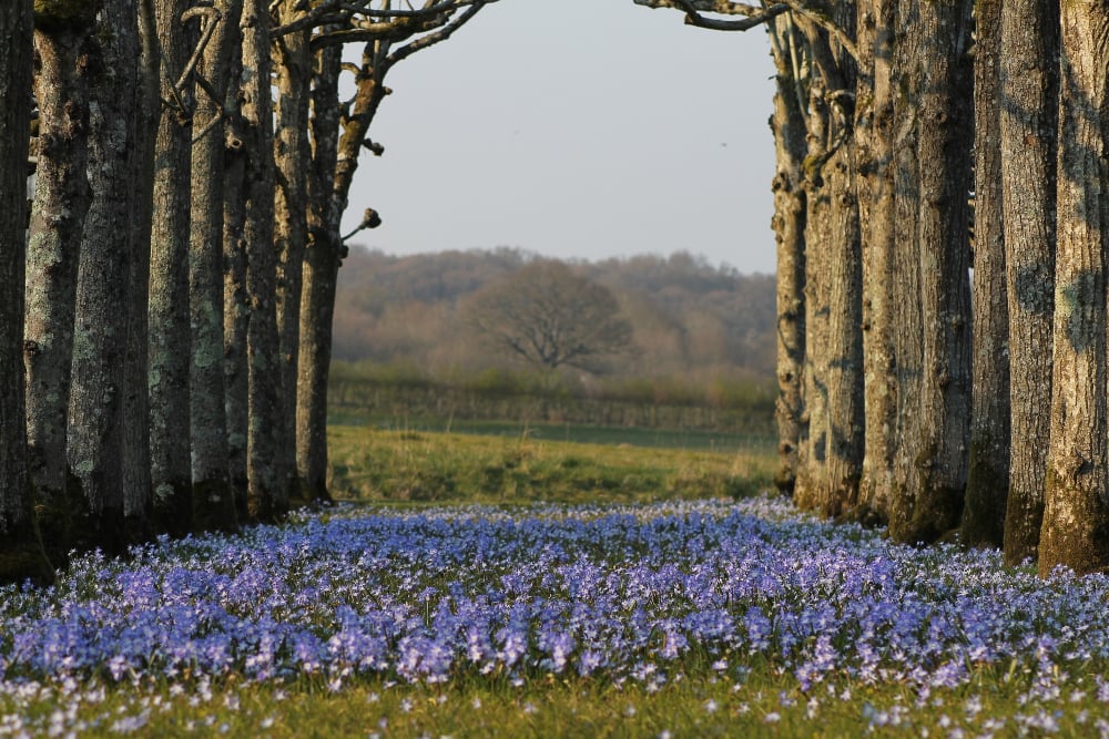 10 gorgeous gardens in Hampshire and Isle of Wight for spring flowers