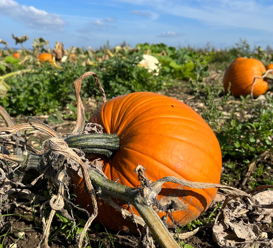 PYO pumpkin patches in Hampshire and Isle of Wight