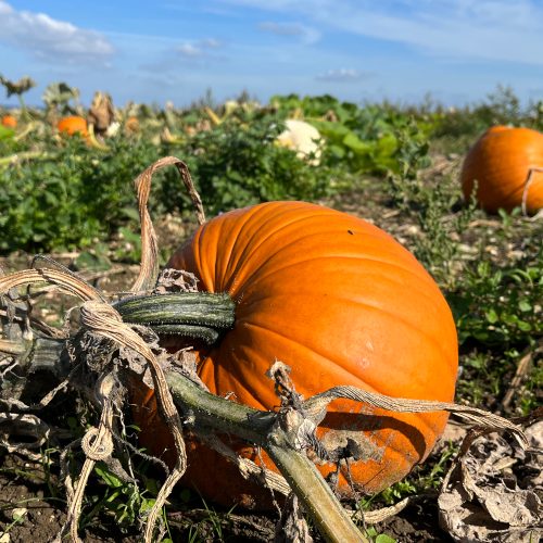 Best Hampshire and Isle of Wight PYO pumpkin patches