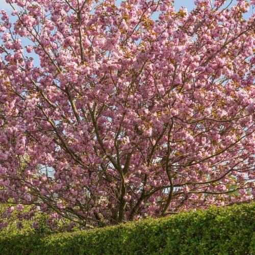 8 gorgeous gardens in Hampshire and Isle of Wight for spring blossom and blooms