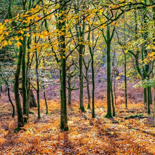5 autumn walks in the New Forest