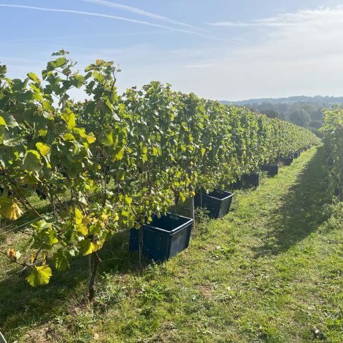 Hampshire vineyards: Pinglestone Estate, Alresford