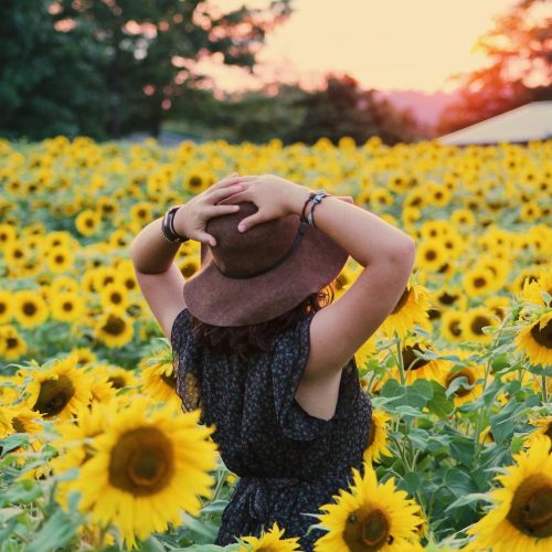 Sunflower patches and maize mazes in Hampshire and Isle of Wight