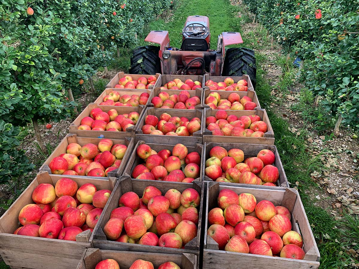 Apples in a tractor Hydes Cyder