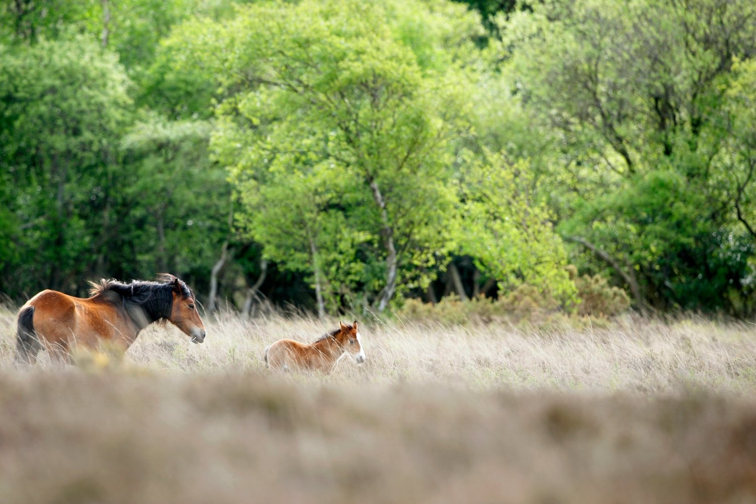 New Forest Horses Careys Manor Hotel & SenSpa