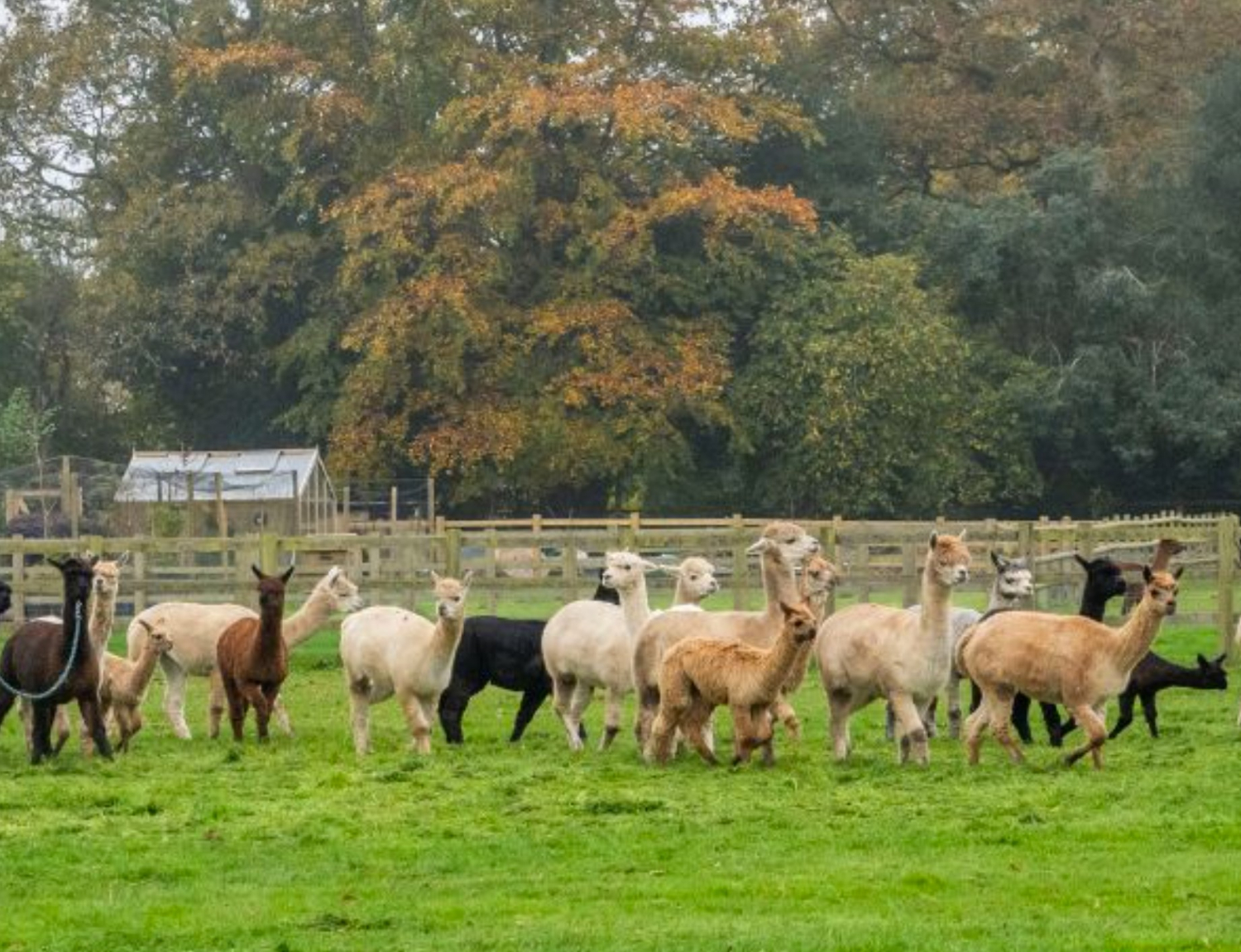 Alpacas in a field Alpaca Apparel New Forest Hampshire online knitwear