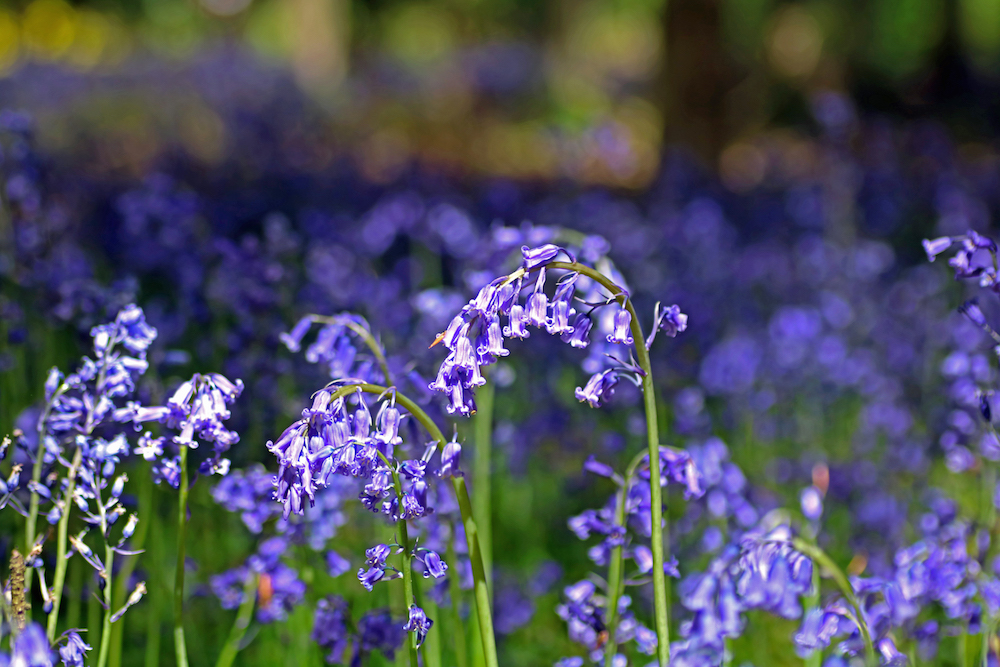 15 of the best bluebell walks in Herts and Beds