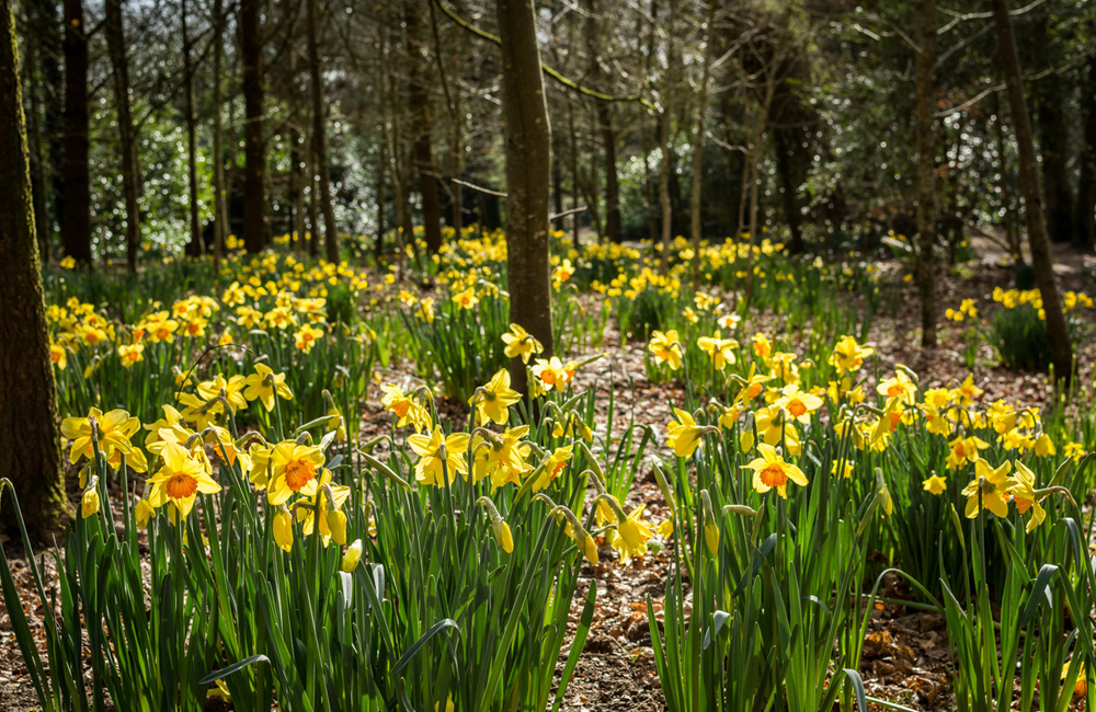 6 sunny daffodil walks near you