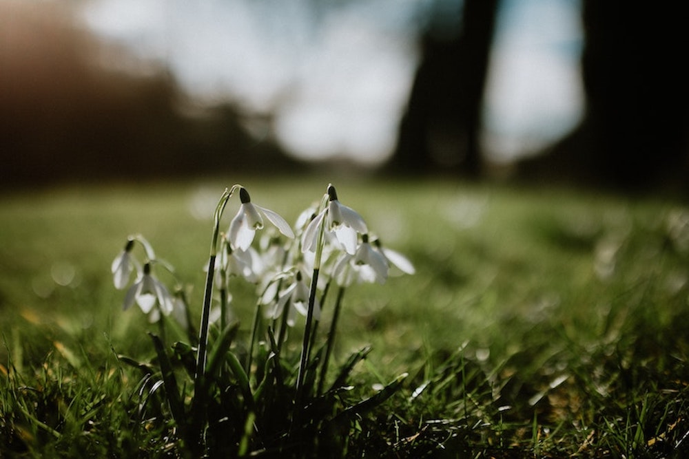 The snowdrops are coming out! Here's where to see them locally
