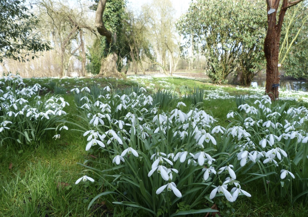 Bloomin lovely! Here’s where to see snowdrops locally