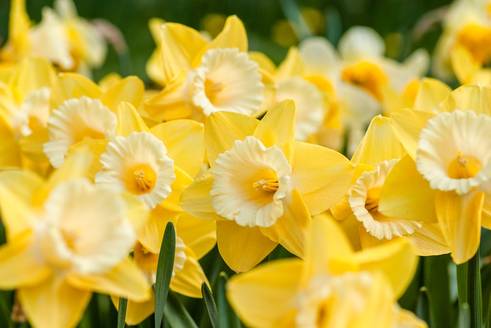 Go for gold! Lovely local daffodil walks in Herts, Beds and beyond