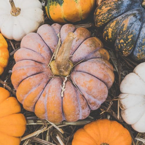 Good gourd! Local PYO pumpkin patches to visit now