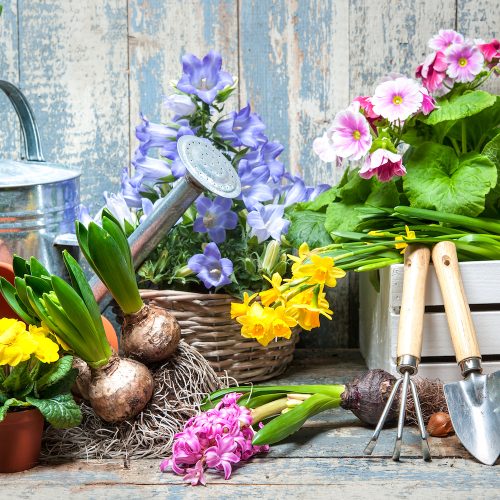 Spring into flower: 8 gardening jobs to do in March and April