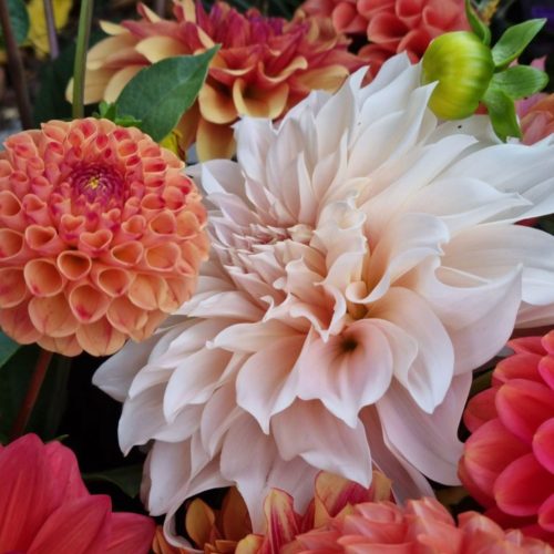 Dahlia mania: Fabulous floral experiences not to be missed