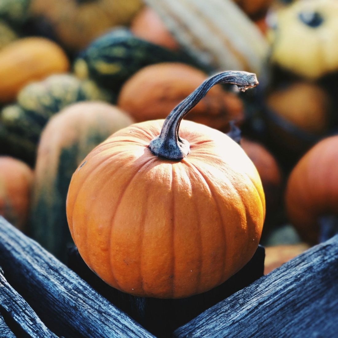 Good gourd! 11 local PYO pumpkin patches to visit now