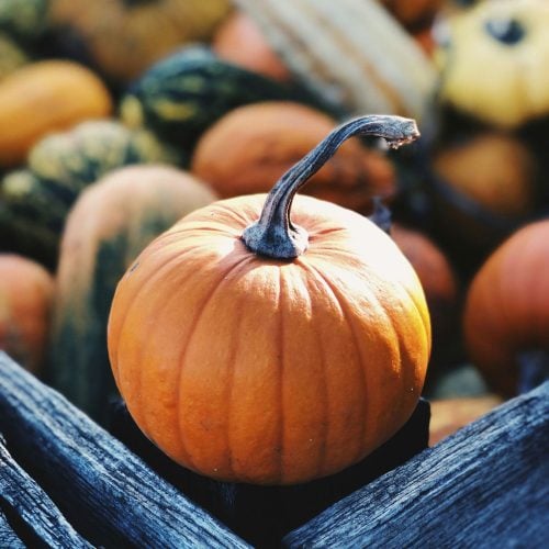 Good gourd! 11 local PYO pumpkin patches to visit now